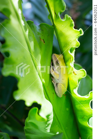 Frog, Polypedates leucomystax,polypedates maculatus on Green leaf texture background, Bird's nest fern, Asplenium nidus, Rainy season Frog, Polypedates leucomystax,polypedates maculatus on Green leaf texture background, Bird's nest fern, Asplenium nidus, Rainy season 64062011