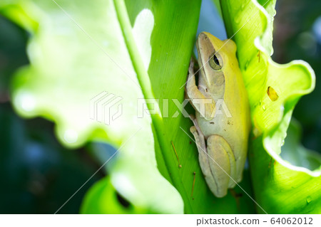 Frog, Polypedates leucomystax,polypedates maculatus on Green leaf texture background, Bird's nest fern, Asplenium nidus, Rainy season Frog, Polypedates leucomystax,polypedates maculatus on Green leaf texture background, Bird's nest fern, Asplenium nidus, Rainy season 64062012