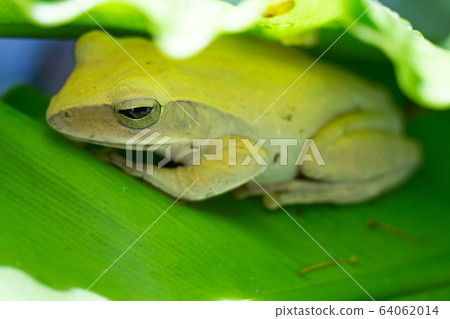 Frog, Polypedates leucomystax,polypedates maculatus on Green leaf texture background, Bird's nest fern, Asplenium nidus, Rainy season 64062014