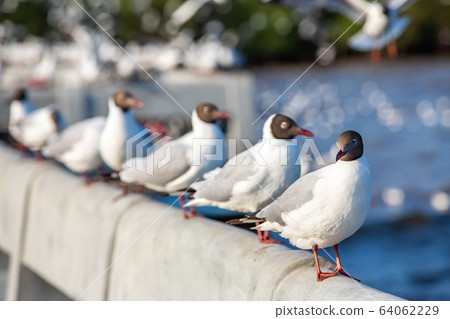 Seagulls standing at Sukta Bridge, Bangpu, Samut Prakan, Province, Thailand, Larus brunnicephalus, Close up shot, Select focus, Birds photography travel Seagulls standing at Sukta Bridge, Bangpu, Samut Prakan, Province, Thailand, Larus brunnicephalus, Close up shot, Select focus, Birds photography travel 64062229