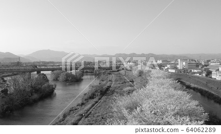 [Sepia] Row of cherry blossom trees in Kyoto 64062289