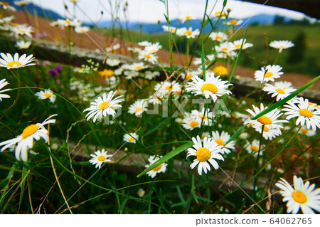 nature and flowers, beautiful wildflowers near nature and flowers, beautiful wildflowers near 64062765