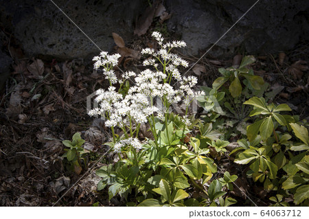 春天盛開的白doltan花 64063712