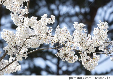 Cherry blossoms in full bloom on a spring day 64063713