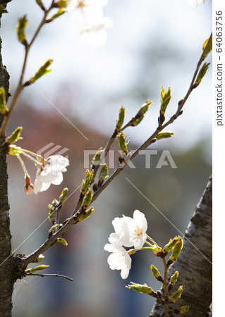 Cherry blossoms on the trunk of a cherry tree Cherry blossoms on the trunk of a cherry tree 64063756