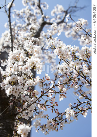 Blue sky and cherry blossoms 64064087