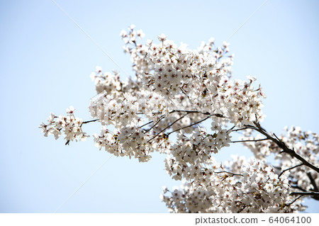 Blue sky and cherry blossoms 64064100