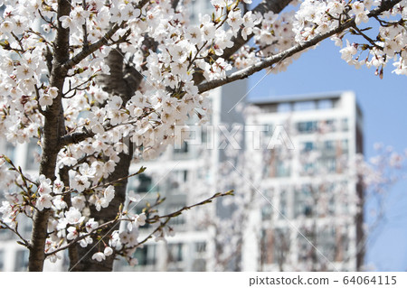 City apartments and cherry blossoms 64064115