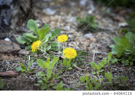 Dandelion flower with yellow flowers 64064118