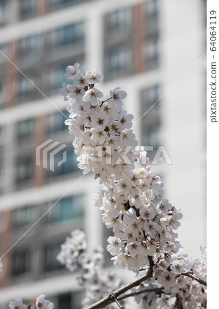 Cherry blossoms in full bloom on a spring day 64064119