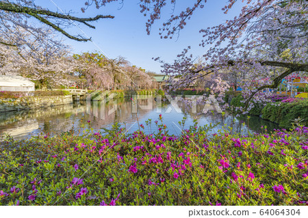 [Shizuoka Prefecture] Mishima Taisha Sakura 64064304