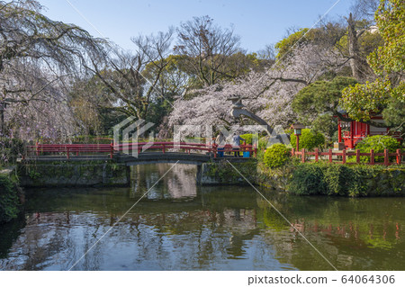 [Shizuoka Prefecture] Mishima Taisha Sakura 64064306