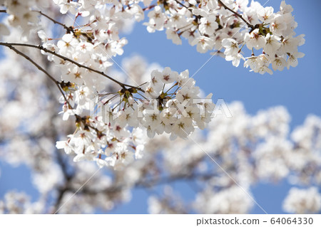 在一個春日盛開的櫻花 64064330