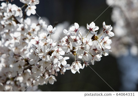 Cherry blossoms in full bloom on a spring day 64064331
