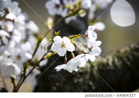 White cherry blossoms blooming in spring White cherry blossoms blooming in spring 64064337