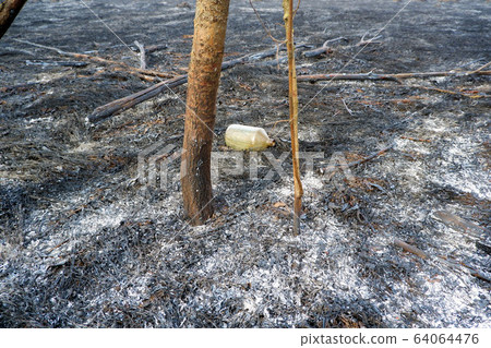 Flammable liquid bottle in the zone of forest wildfire on burnt grass among burnt trees. Humans fault, humanity guilt destruction of nature concept Flammable liquid bottle in the zone of forest wildfire on burnt grass among burnt trees. Humans fault, humanity guilt destruction of nature concept 64064476