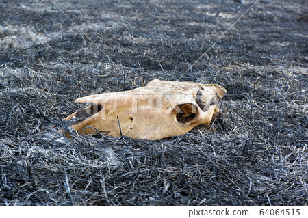 Skull of dead animal in a forest fire on ashes of burnt grass close up view. Wildlife conservation. keep Earth, save animals, protect forests concept 64064515
