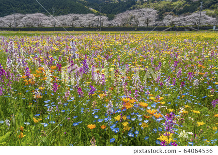 Flower garden and row of cherry blossom trees along the Naka River [Matsuzaki-cho, Shizuoka Prefecture] 64064536