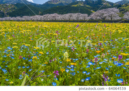中河沿線的花園和一排櫻花樹[靜岡縣松崎町] 64064539