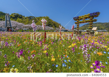 Flower garden and row of cherry blossom trees along the Naka River [Matsuzaki-cho, Shizuoka Prefecture] 64064553