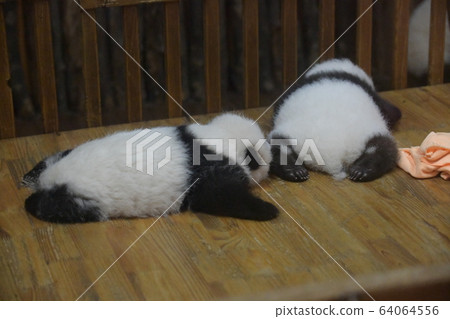Baby panda 64064556