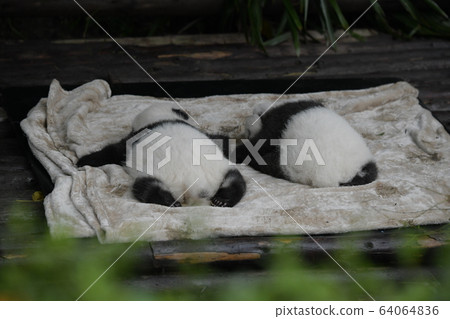 Baby panda Baby panda 64064836