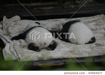 Baby panda Baby panda 64064837