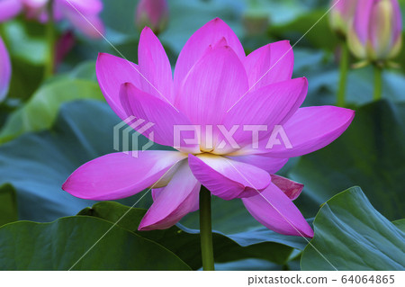Lotus, red lotus, plant, buddhism 64064865
