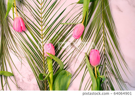 Spring flower pink tulips Spring flower pink tulips 64064901