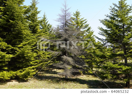Fir trees in Moerenuma Park Fir trees in Moerenuma Park 64065232