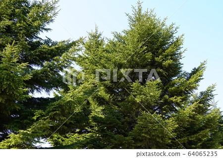 Moerenuma公園的樅樹 64065235