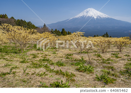 富士山（三um花）[靜岡] 64065462