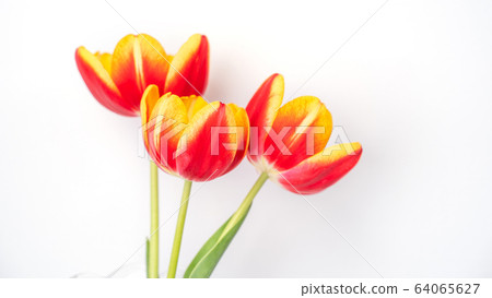 Tulip decor Mother's Day Tulip decor Mother's Day Tulip decor 64065627