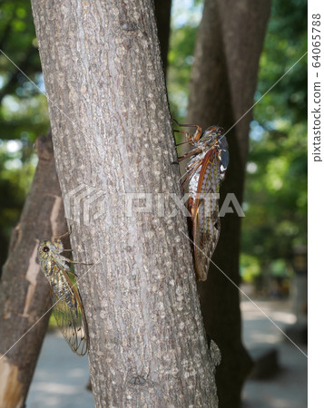 Alabemi and Tsukutsukuboushi 64065788