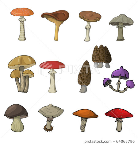 mushrooms set isolated on white back 64065796
