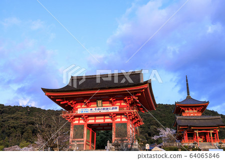 Kiyomizu-dera Sakura lit up after renovation 64065846