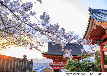 Kiyomizu-dera Sakura lit up after renovation 64065848