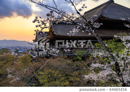 Kiyomizu-dera Sakura lit up after renovation 64065856