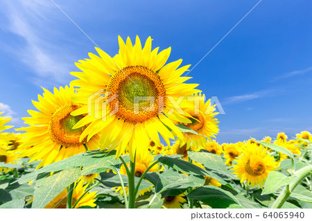 Sunflower and blue sky 64065940