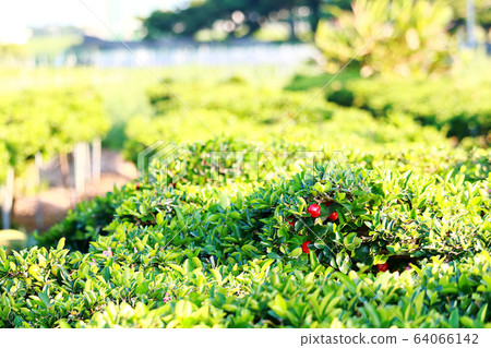 Acerola field Acerola field 64066142