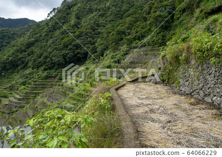 rice terrace, paddy field, rice field 64066229