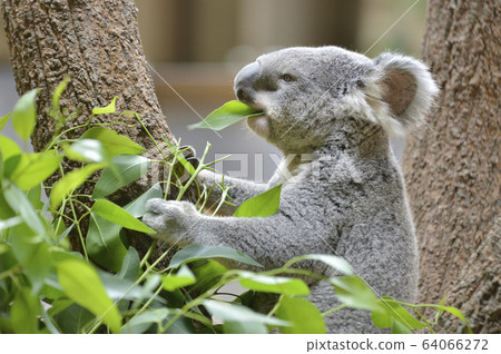 [Koala] Koala eating eucalyptus leaves 64066272