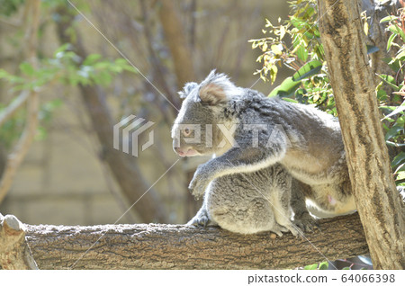 [Koala] Koala walking on the tree 64066398