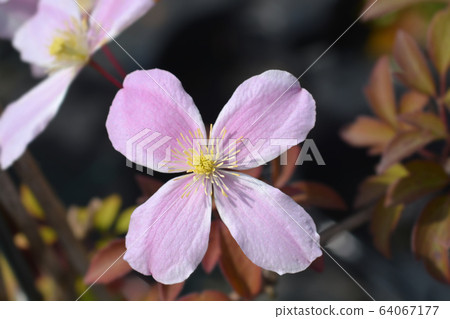Clematis Fragrant Spring 64067177