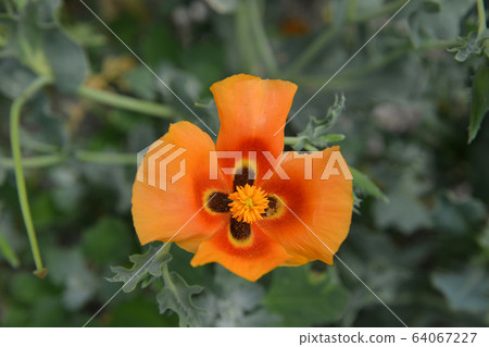 Glaucium or horned poppy close-up 64067227