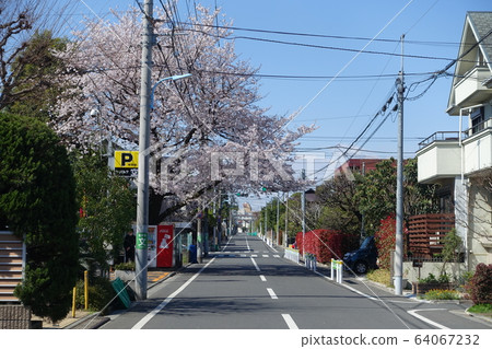 櫻花盛開的安靜住宅區（東京杉並區千福寺4丁目） 64067232