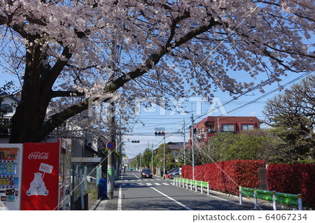 櫻花盛開的安靜住宅區（東京杉並區千福寺4丁目） 64067234