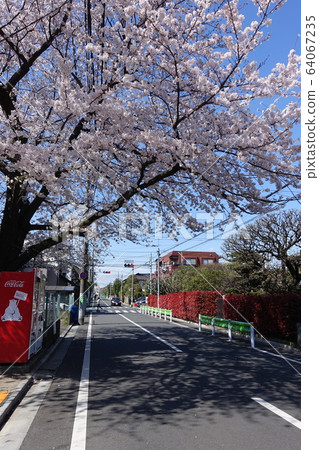 櫻花盛開的安靜住宅區（東京杉並區千福寺4丁目） 64067235