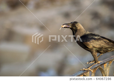 Close-up of a black crow sitting on a rail in the 64067286