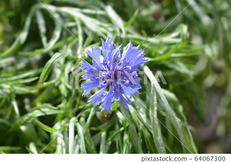 Cornflower Cornflower 64067300
